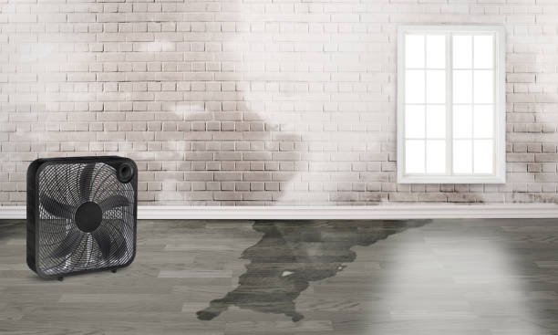 Best Water damage restoration company  in Wellington, CO