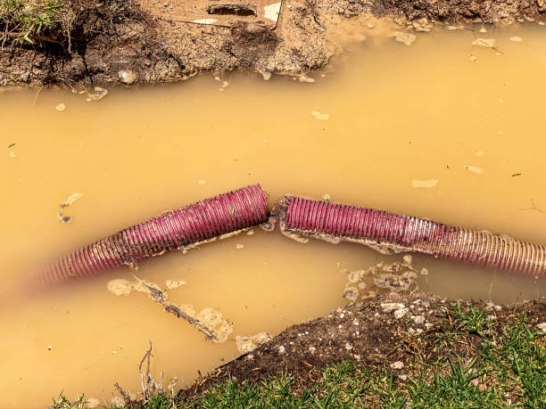 Best Basement water damage restoration  in Wellington, CO